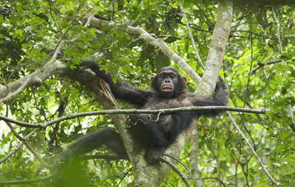 chimps nyungwe forest